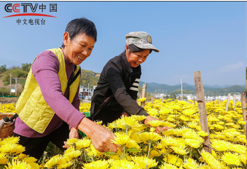 安徽歙县：采摘金丝皇菊